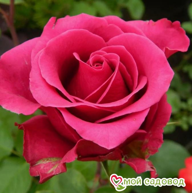 Роза чайно-гибридная Голден Леди