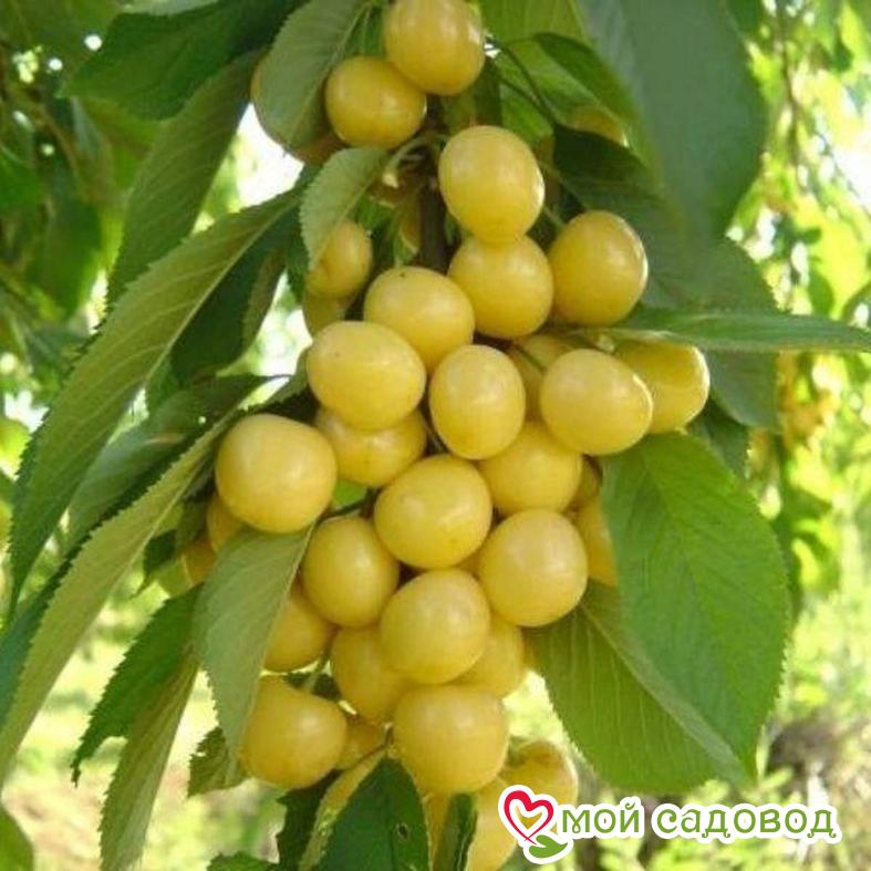 Кизил Янтарный