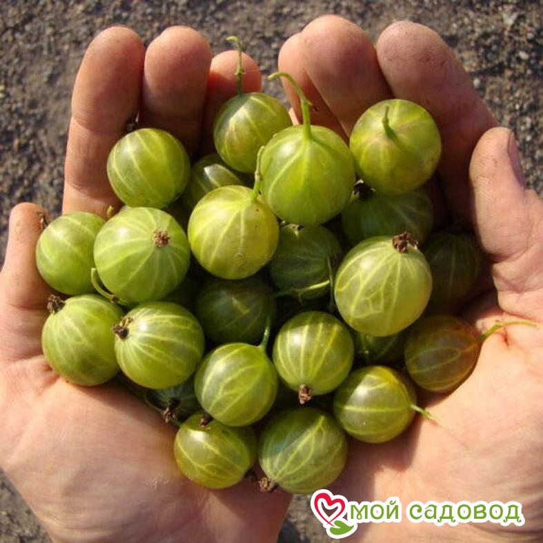 Крыжовник Берилл