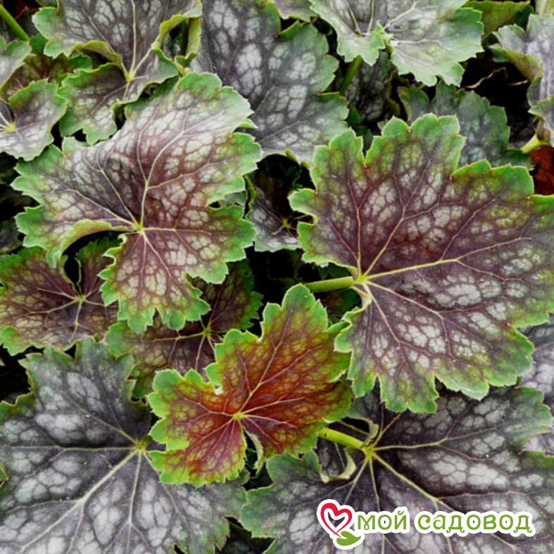 Гейхера Марвелоус Марбл (американская)