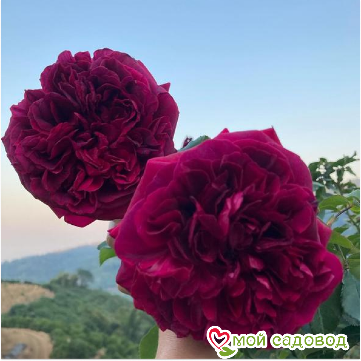 Роза Твайлайт Зоная