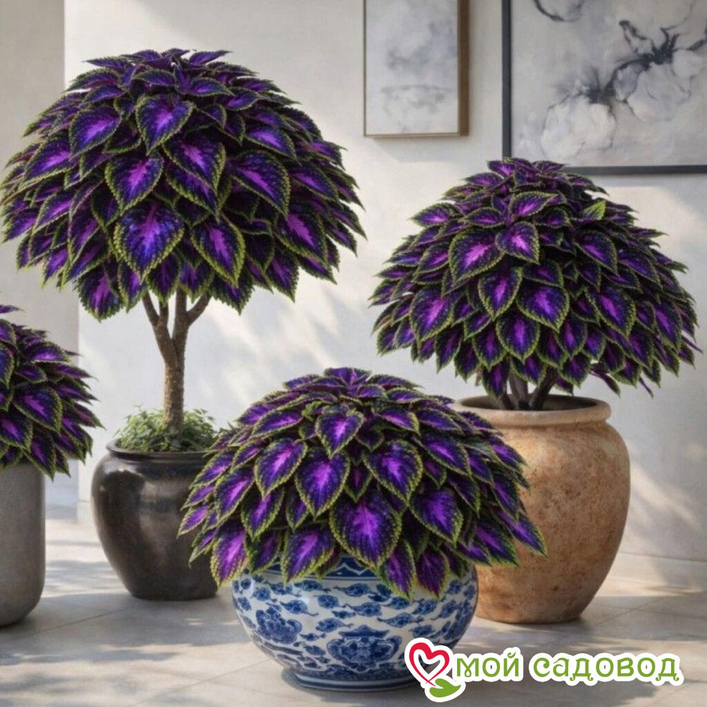 Хоста Старлай Поп