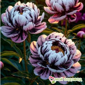 Пион Ленточный Танец