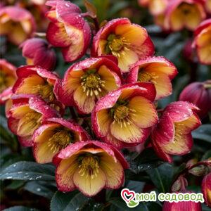 Морозник Ред Скарлет