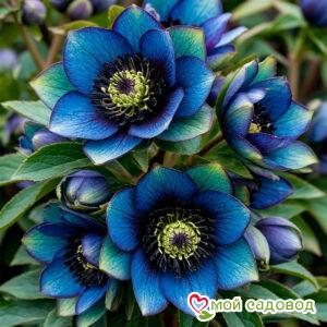 Морозник Монмарт