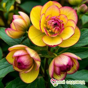 Морозник Атлантик