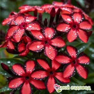 Флокс Даймон Лайм