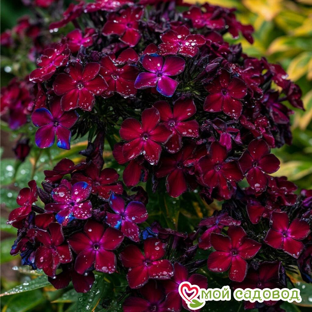 Флокс Велюр Прайд