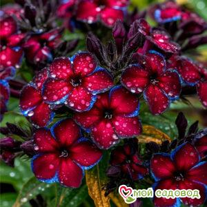 Флокс Ивнинг Стар