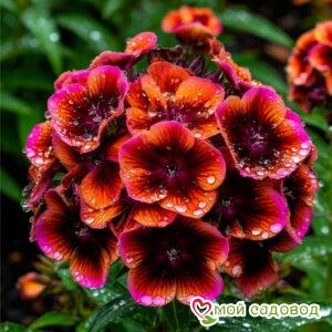 Флокс Турбо Блум