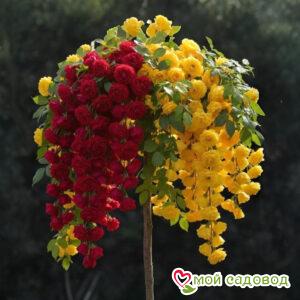 Роза Штамбовая графиня Баторина