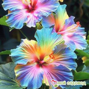 Гибискус Силк Сатин