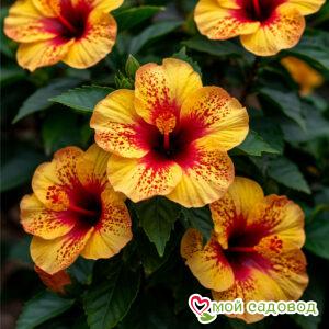 Гибискус Джорджия