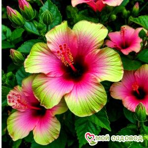 Гибискус Тропик