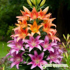 Лилия Пирамидальная Софт Эхо