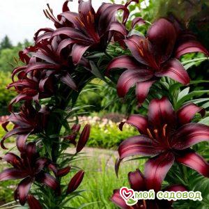 Лилия вьющаяся Атакама