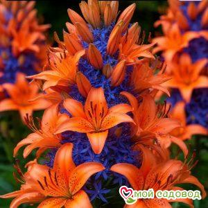 Лилия Морнинг Див